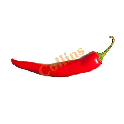 collins-SCR-Red Chilli.webp